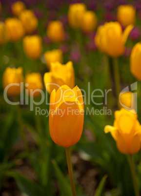 colorful tulips field colorful tulips field