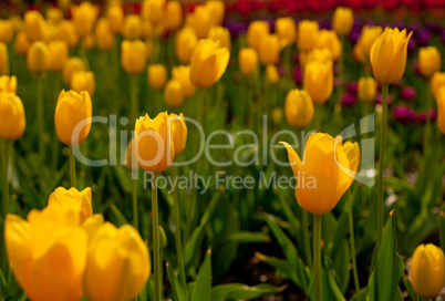 colorful tulips field