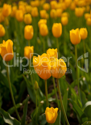 colorful tulips field