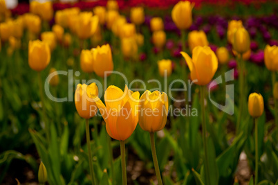 colorful tulips field