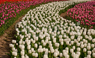 colorful tulips field