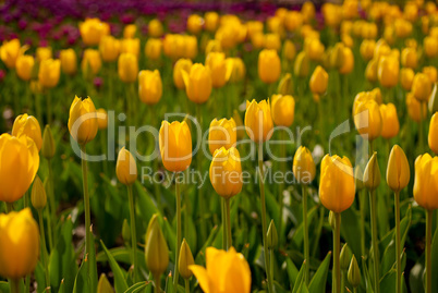 colorful tulips field