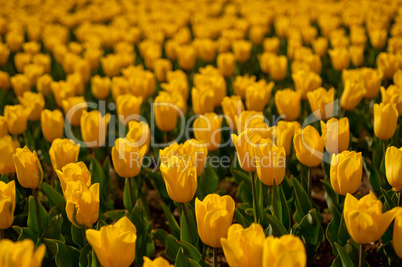 colorful tulips field