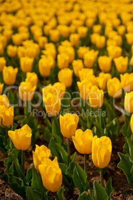 colorful tulips field