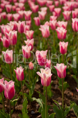 colorful tulips field