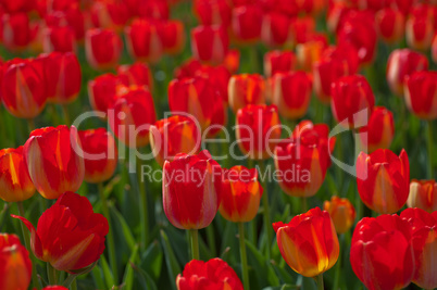 colorful tulips field