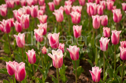 colorful tulips field