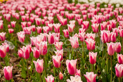 colorful tulips field