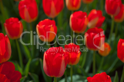 colorful tulips field