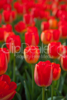 colorful tulips field