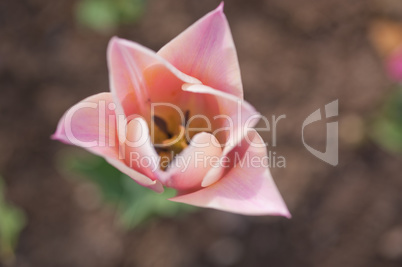 colorful tulips field