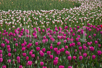 colorful tulips field