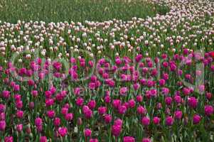 colorful tulips field