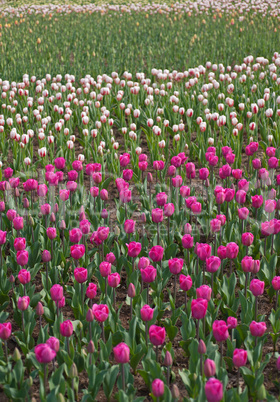 colorful tulips field