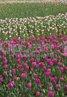 colorful tulips field