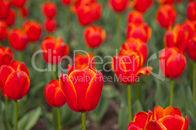 colorful tulips field