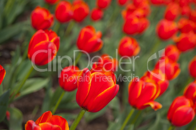 colorful tulips field