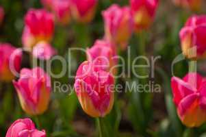 colorful tulips field