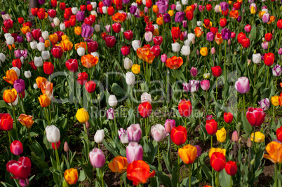 colorful tulips field