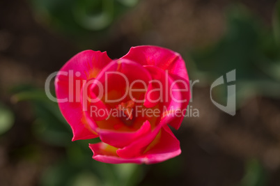 colorful tulips field