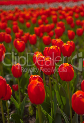 colorful tulips field