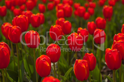 colorful tulips field