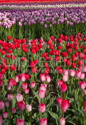 colorful tulips field