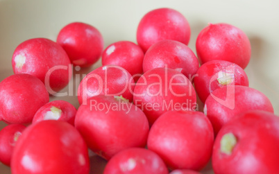 Radish vegetable