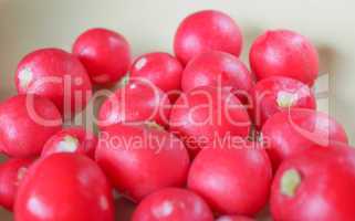 Radish vegetable