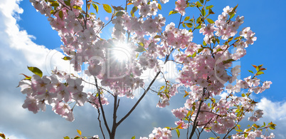 rosa Blüten im Frühling