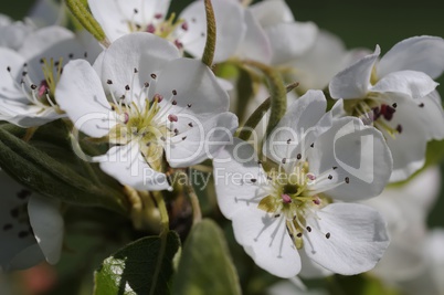 frühlingsblüten