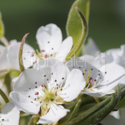 frühlingsblüten