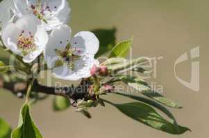 frühlingsblüten