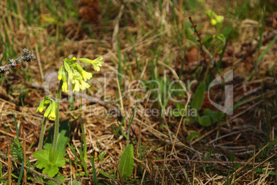 schlüsselblume