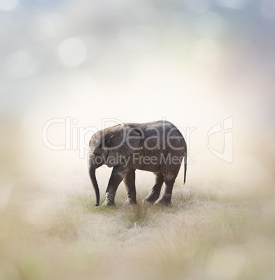 Baby Elephant