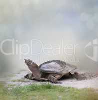 Turtle  Laying  Eggs