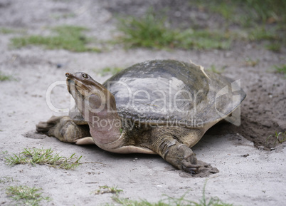 Softshell Turtle