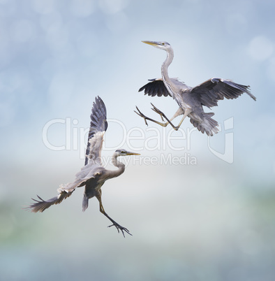 Great Blue Herons