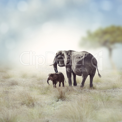 Elephants