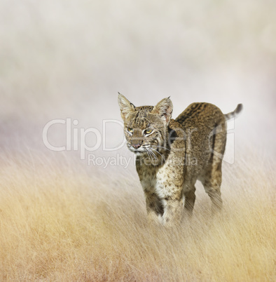 Bobcat