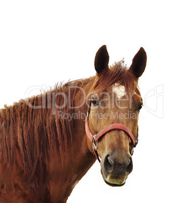 Brown Horse