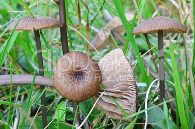 Silky Pinkgill mushrooms