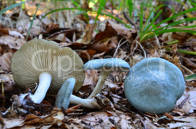 Aniseed Funnel mushrooms