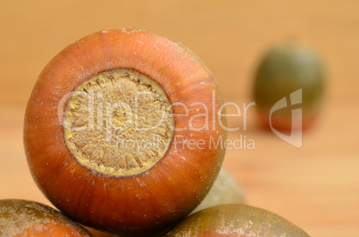 Oak acorn