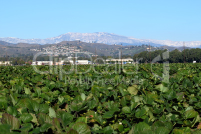 Strawberry Field