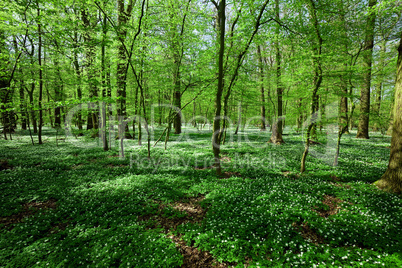 spring forest