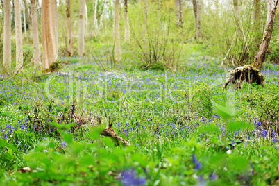 Spring woodland with the first bluebells