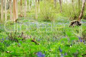 Spring woodland with the first bluebells