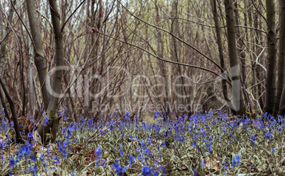 Wild bluebell flowers grown in a green meadow Wild bluebell flowers grown in a green meadow