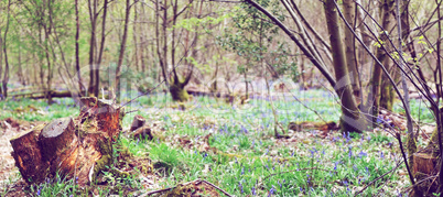 Meadow with green grass in the middle of a forest